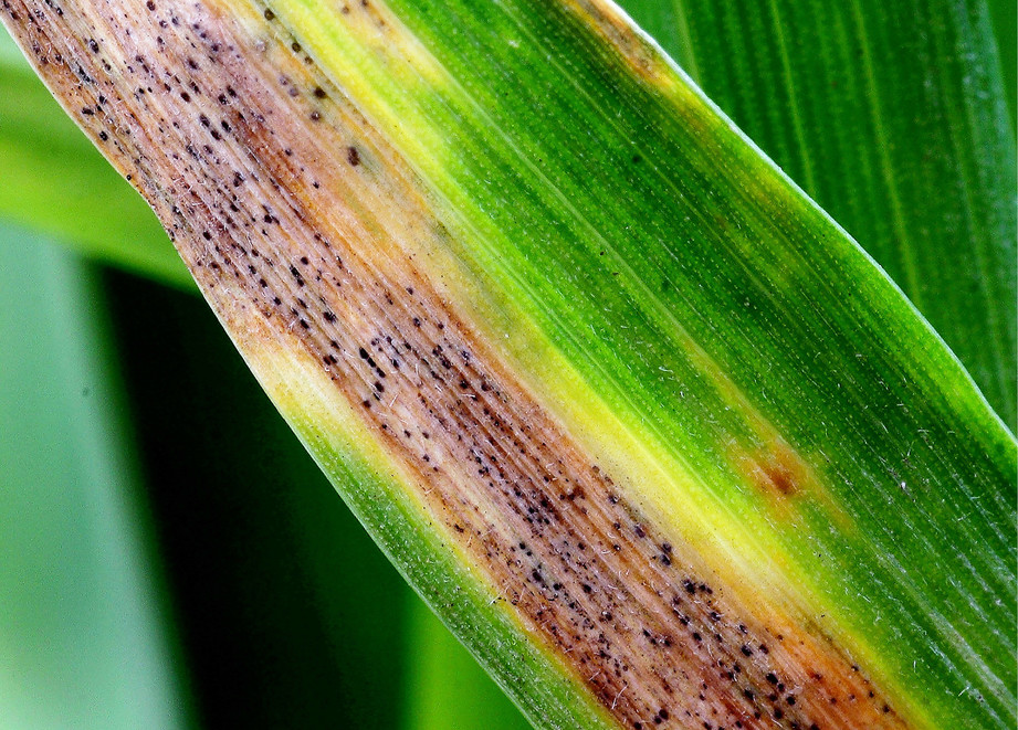 Septoria on wheat